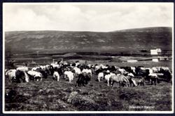 Iceland ca 1920s